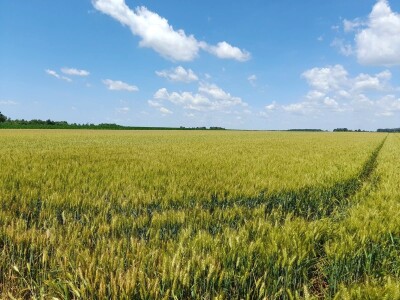 Dan polja pšenice tvrtke Axereal Croatia