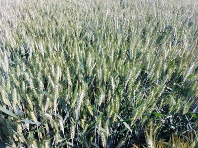 Dan polja pšenice tvrtke Axereal Croatia