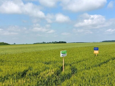 Dan polja pšenice tvrtke Axereal Croatia