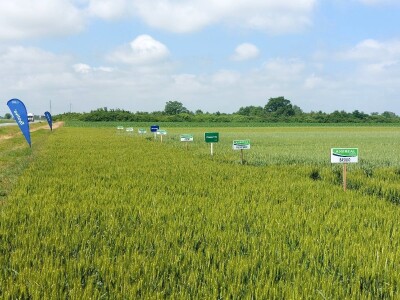 Dan polja pšenice tvrtke Axereal Croatia