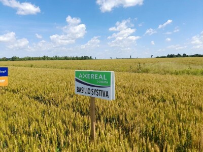 Dan polja pšenice tvrtke Axereal Croatia