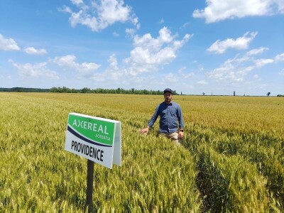 Dan polja pšenice tvrtke Axereal Croatia