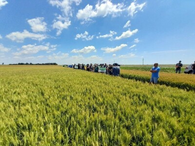 Dan polja pšenice tvrtke Axereal Croatia