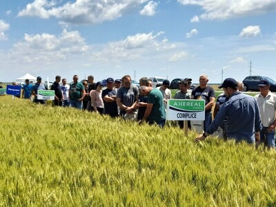 Dan polja pšenice tvrtke Axereal Croatia