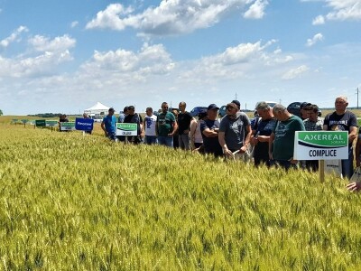 Dan polja pšenice tvrtke Axereal Croatia