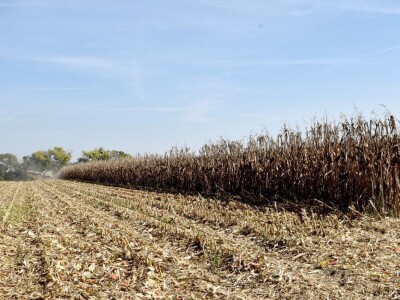 Dan polja RWA kukuruza u Gudovcu