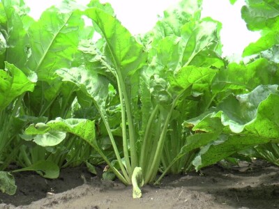 Dan polja šećerne repe