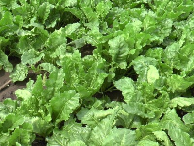 Dan polja šećerne repe