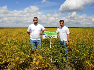 Dan polja soje Axereal, Komletinci