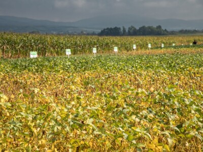 Dan polja soje Axereal, N. Gradiška (Gama-video studio)