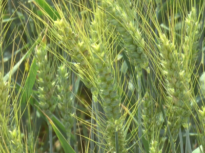 Dan polja strnih žita