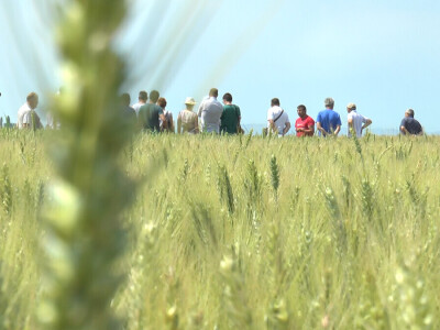 Dan polja strnih žita