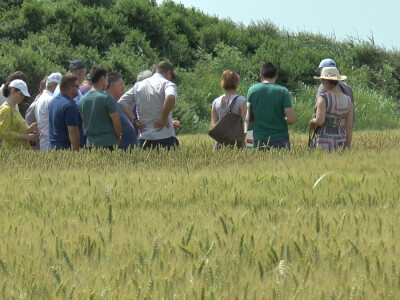 Dan polja strnih žita