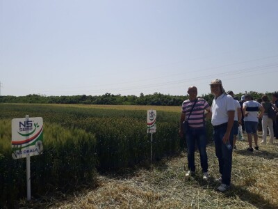 Dan polja strnih žita