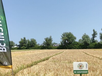 Dan polja strnih žitarica