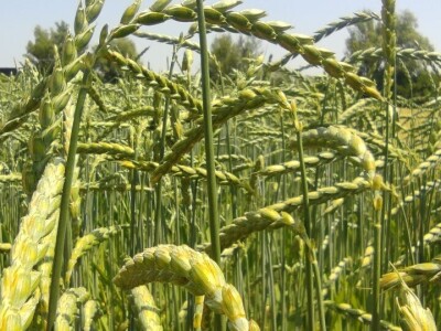 Dan polja strnih žitarica