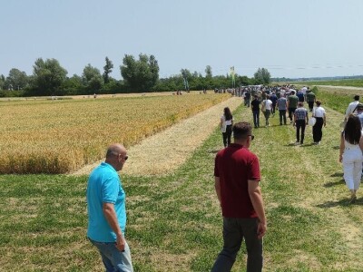 Dan polja strnih žitarica