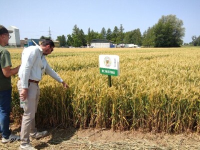 Dan polja strnih žitarica