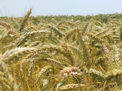 Dan polja strnih žitarica