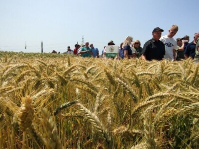 Dan polja strnih žitarica