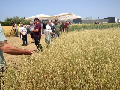 Dan polja strnih žitarica