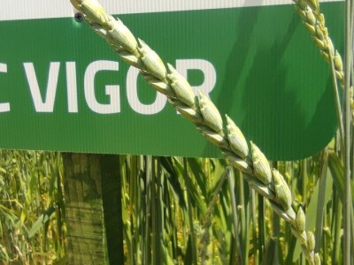 Dan polja strnih žitarica