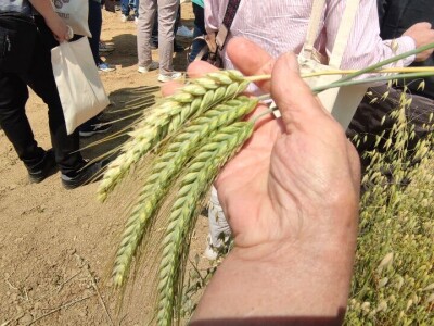 Dan polja strnih žitarica