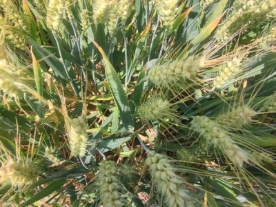 Dan polja strnih žitarica