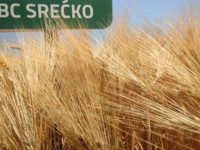 Dan polja strnih žitarica