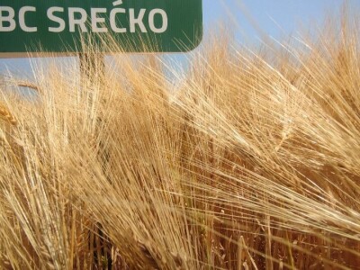 Dan polja strnih žitarica