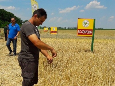 Dan polja strnih žitarica Bc Instituta u Lovasu