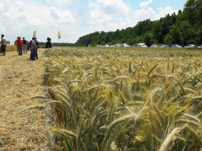 Dan polja strnih žitarica Bc Instituta u Lovasu