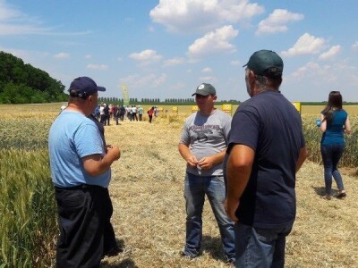 Dan polja strnih žitarica Bc Instituta u Lovasu