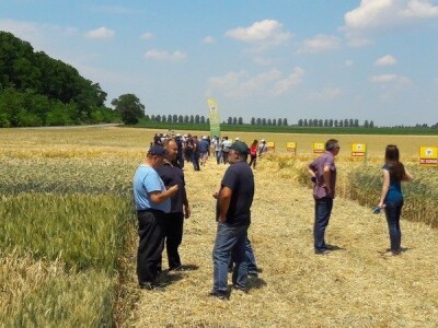 Dan polja strnih žitarica Bc Instituta u Lovasu