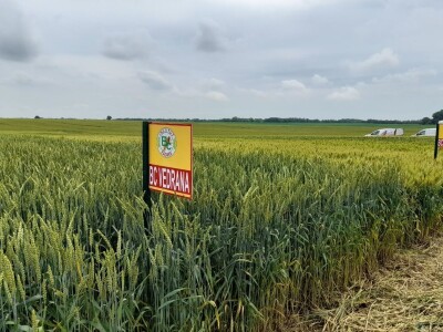 Dan polja strnih žitarica Bc Instituta u Lovasu