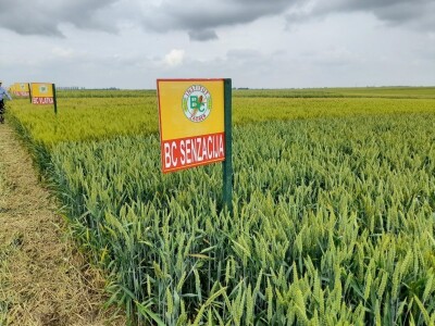 Dan polja strnih žitarica Bc Instituta u Lovasu