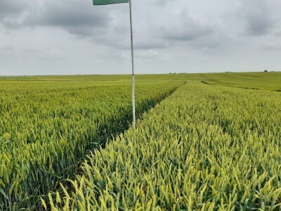 Dan polja strnih žitarica Bc Instituta u Lovasu