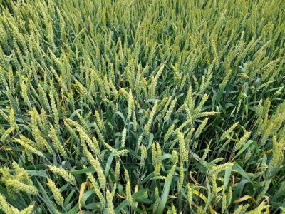 Dan polja strnih žitarica Bc Instituta u Lovasu