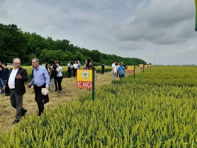 Dan polja strnih žitarica Bc Instituta u Lovasu