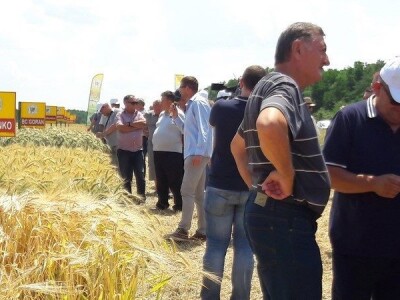 Dan polja strnih žitarica Bc Instituta u Lovasu