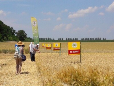 Dan polja strnih žitarica Bc Instituta u Lovasu