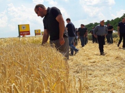 Dan polja strnih žitarica Bc Instituta u Lovasu