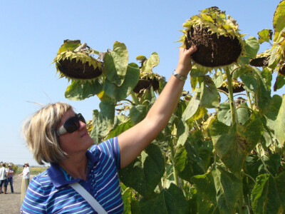 Dan polja suncokreta IPK Tvornice ulja Čepin