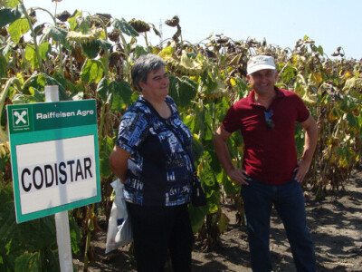 Dan polja suncokreta IPK Tvornice ulja Čepin