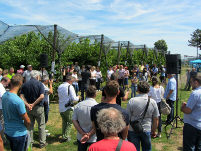 Dan polja trešnje u Kamarištu