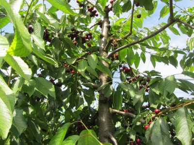 Dan polja trešnje u Kamarištu