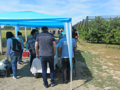 Dan polja trešnje u Kamarištu