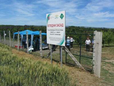 Dan polja trešnje u Kamarištu