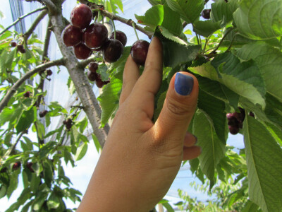 Dan polja trešnje u Kamarištu