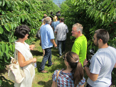 Dan polja trešnje u Kamarištu